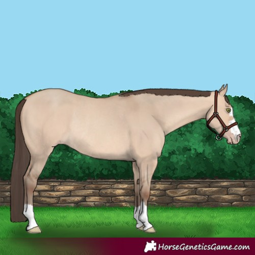 Horse Color:Amber Champagne Dun Rabicano 