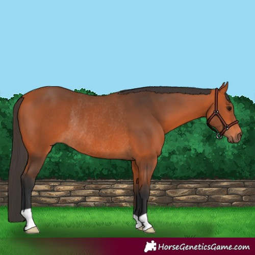 Horse Color:Bay Rabicano