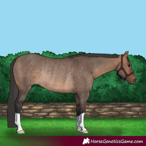 Horse Color:Bay Dun Rabicano 
