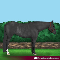 Horse Color:Black Rabicano