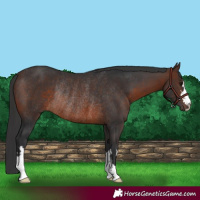 Horse Color:Brown Rabicano