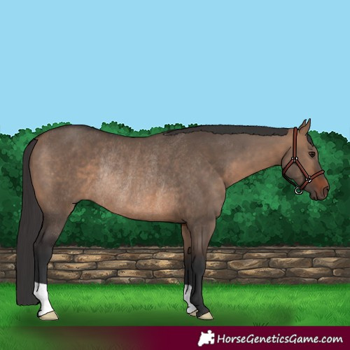 Horse Color:Brown Dun Rabicano 