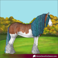 Horse Color:Painted Bay Splash Rabicano 