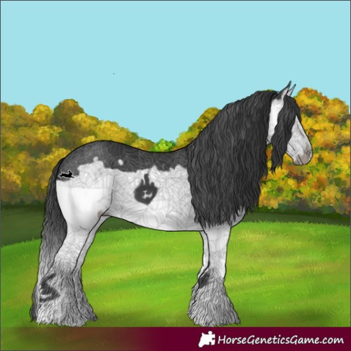 Horse Color:Black Splash Frame 
