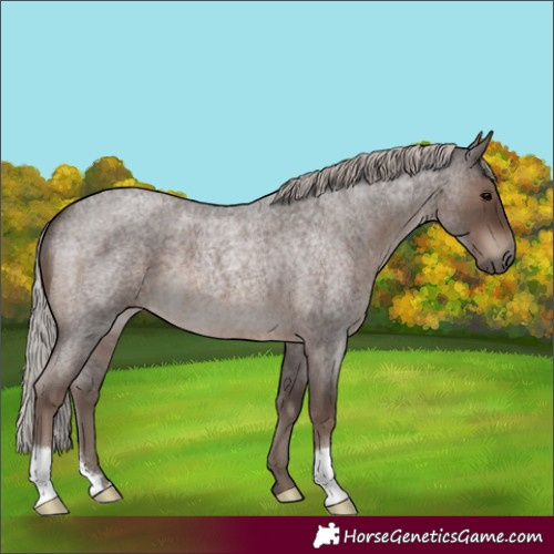 Horse Color:Silver Blue Roan 