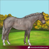 Horse Color:Silver Blue Roan