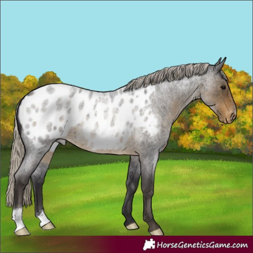 Horse Color:Silver Smoky Blue Roan Appaloosa 