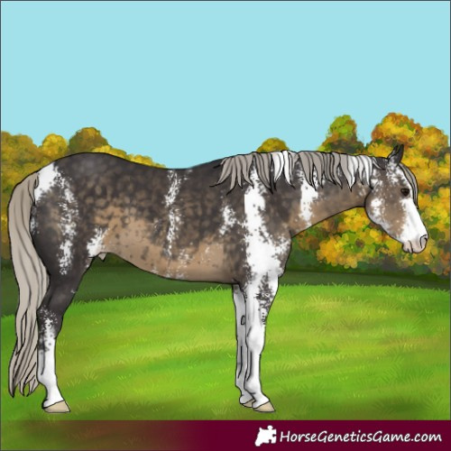 Horse Color:Silver Smoky Black Sabino