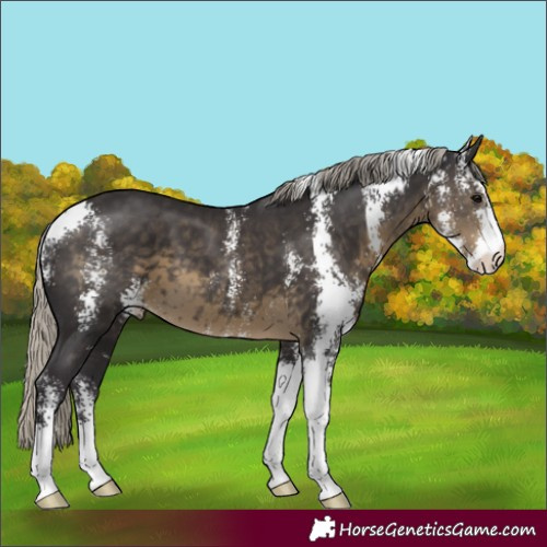 Horse Color:Silver Smoky Black Sabino