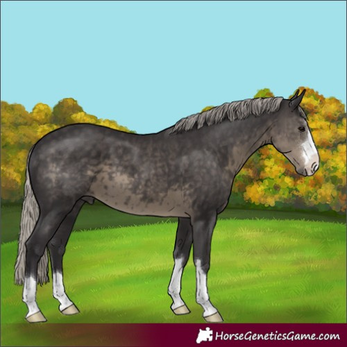 Horse Color:Silver Smoky Black 
