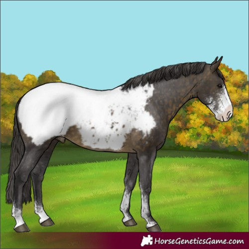 Horse Color:Buckskin Sabino Appaloosa