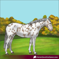 Horse Color:Brown Dun Tobiano Near Leopard 