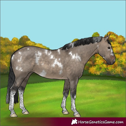 Horse Color:White Spotted Brown Dun Tobiano 
