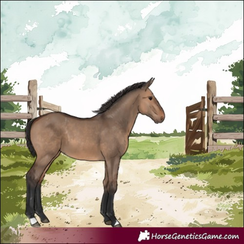 Horse Color:Brown Dun 