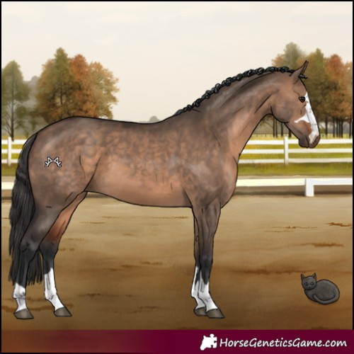 Horse Color:Bay Dun 