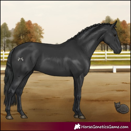 Horse Color:Black 