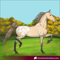 Horse Color:Buckskin Blanket 