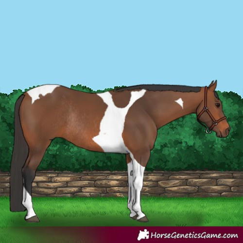 Horse Color:Bay Tobiano Rabicano 