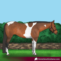 Horse Color:Bay Tobiano Rabicano