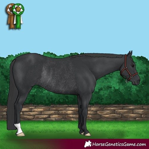 Horse Color:Black Rabicano 