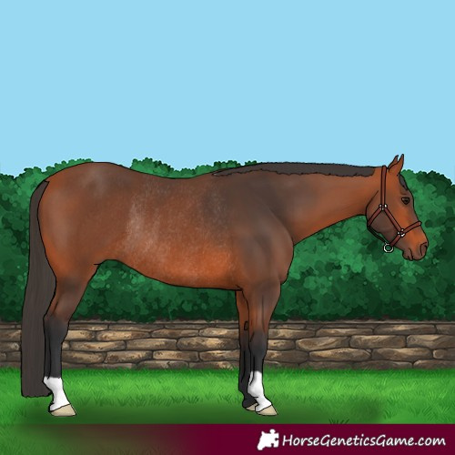 Horse Color:Bay Rabicano 
