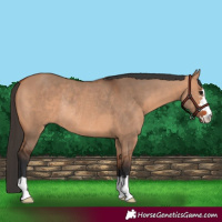 Horse Color:Bay Dun Rabicano 