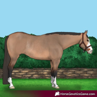 Horse Color:Bay Dun Rabicano 