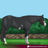 Horse Color:Black 