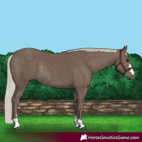 Horse Color:Silver Black Rabicano