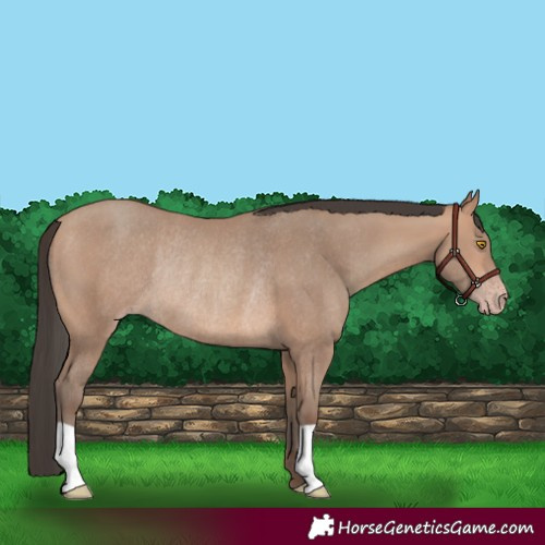 Horse Color:Amber Champagne Rabicano 