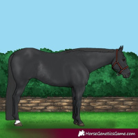 Horse Color:Black Rabicano 