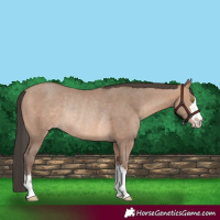 Horse Color:Sable Champagne Rabicano 