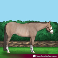 Horse Color:Sable Champagne Rabicano