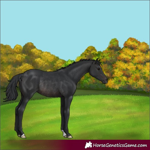 Horse Color:Brown Rabicano 