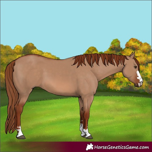 Horse Color:Red Dun 