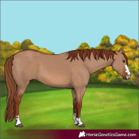 Horse Color:Red Dun 