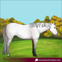 Horse Color:Gray Bay 