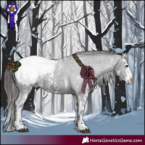 Horse Color:Black Appaloosa  and Black Sabino Splash Appaloosa 
