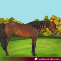 Horse Color:Bay 