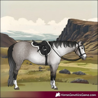 Horse Color:Gray Grullo 