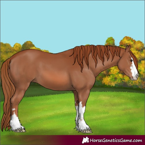 Horse Color:Unknown 