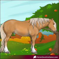Horse Color:Palomino 