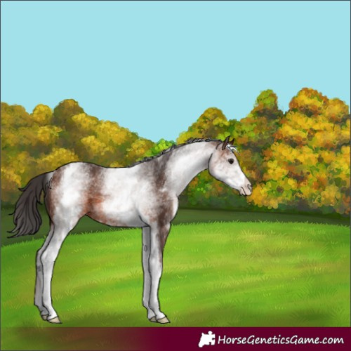 Horse Color:White Spotted Brown 