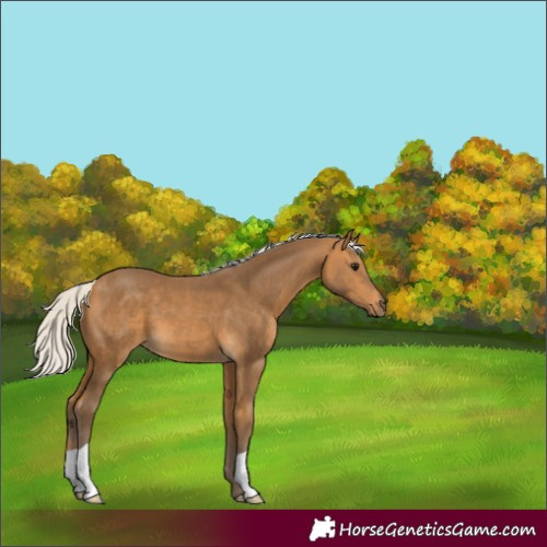 Horse Color:Silver Buckskin 
