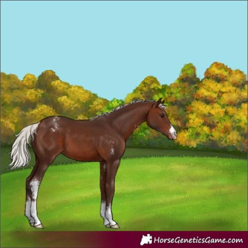 Horse Color:Silver Brown Sabino Appaloosa 