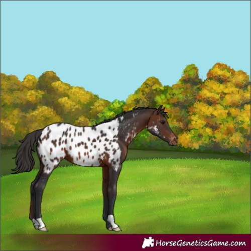 Horse Color:Brown Appaloosa
