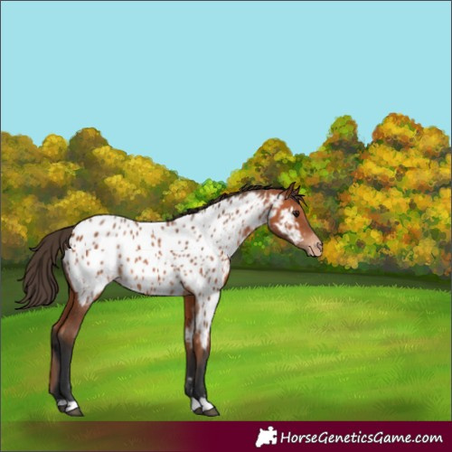 Horse Color:Bay Appaloosa 