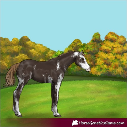 Horse Color:Liver Chestnut Sabino 