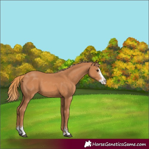 Horse Color:Chestnut Sabino 