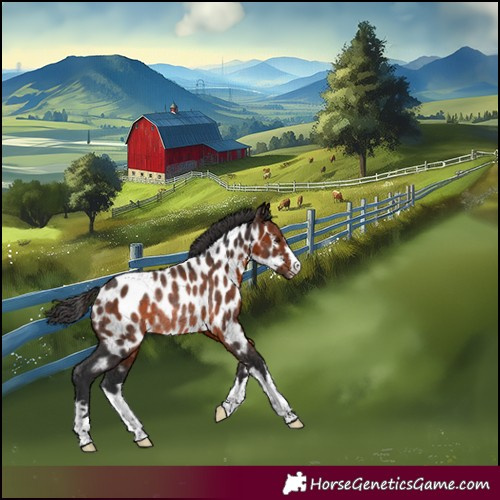 Horse Color:Brown Near Leopard Rabicano 